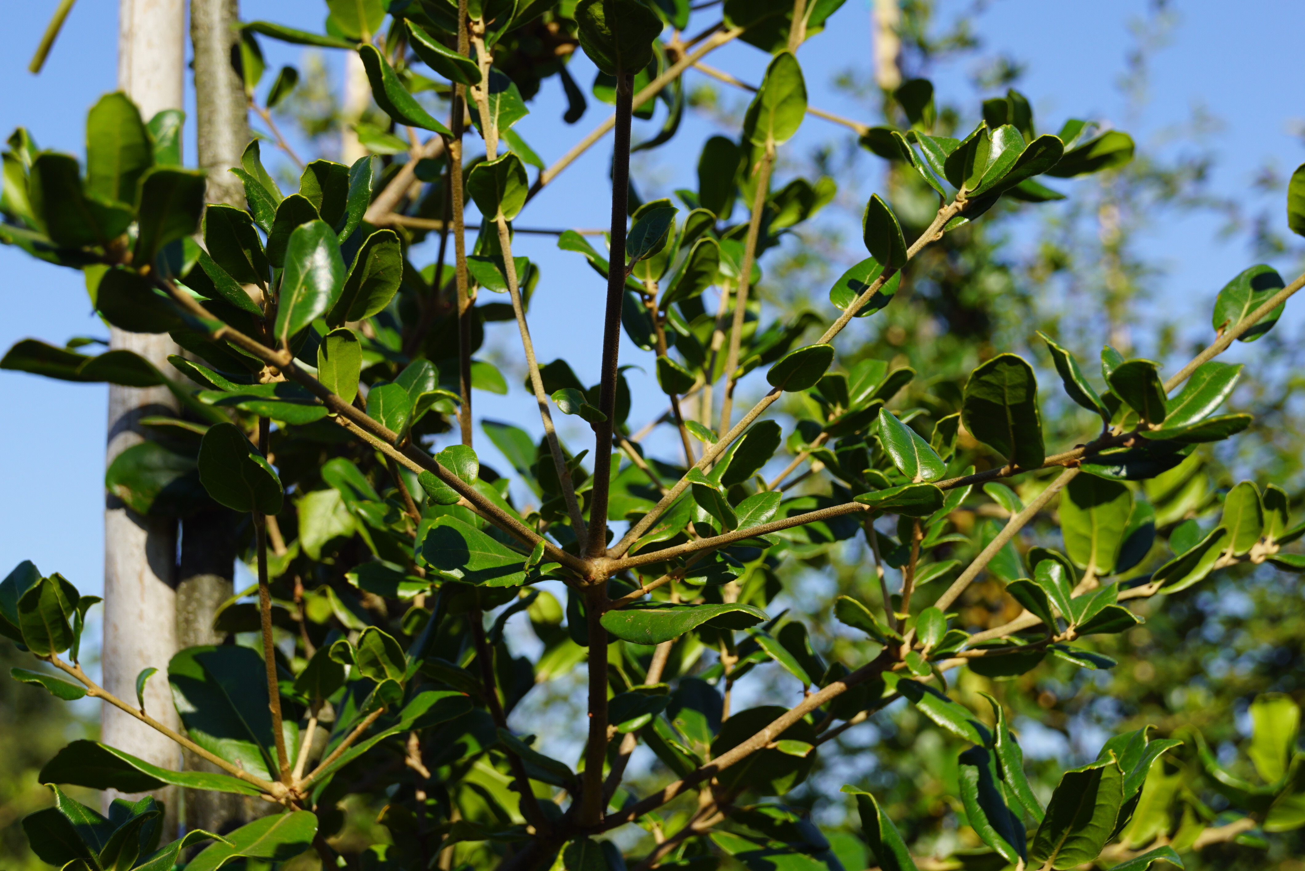 Quercus phillyreoides (4)